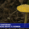 Septembre au Kamouraska: les champignons seront à l’honneur